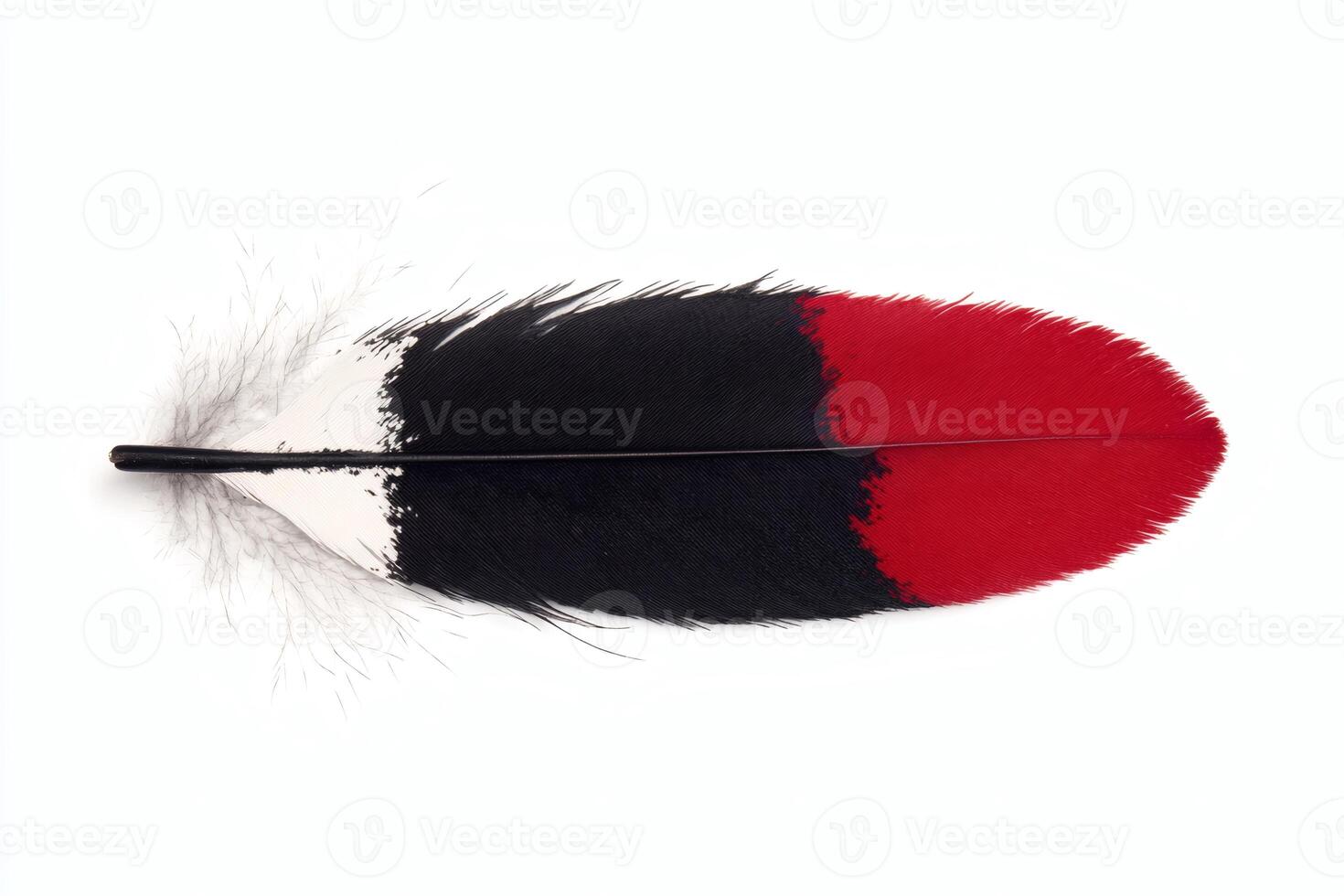 Colorful feather pattern on display photo