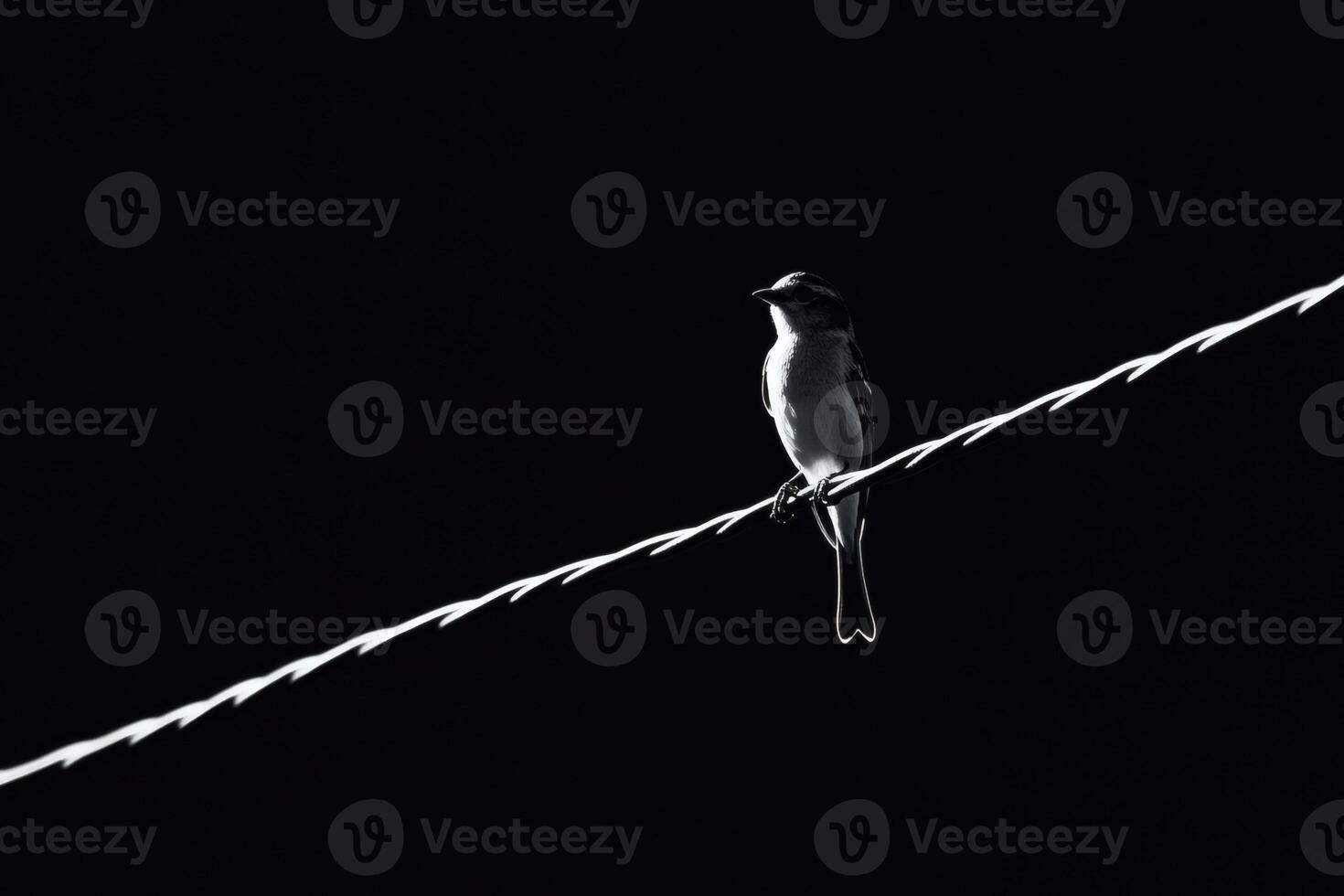 Black and white silhouette of a bird perched on a wire against a dark background at dusk photo