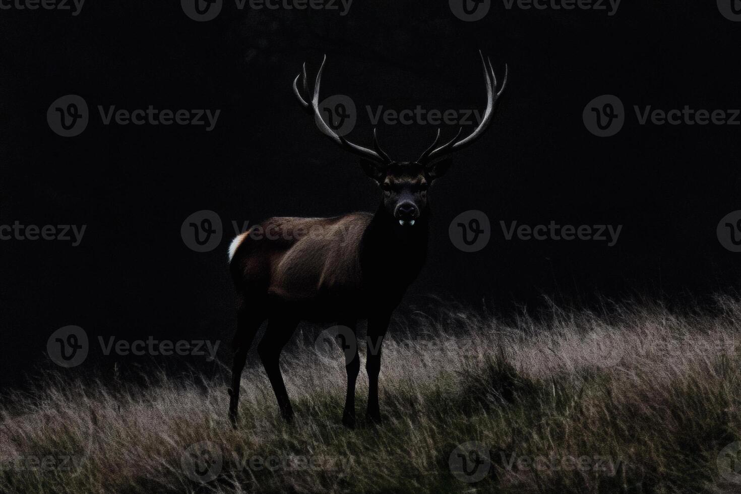 Majestic stag stands tall in the twilight meadow displaying striking antlers against a dark backdrop photo