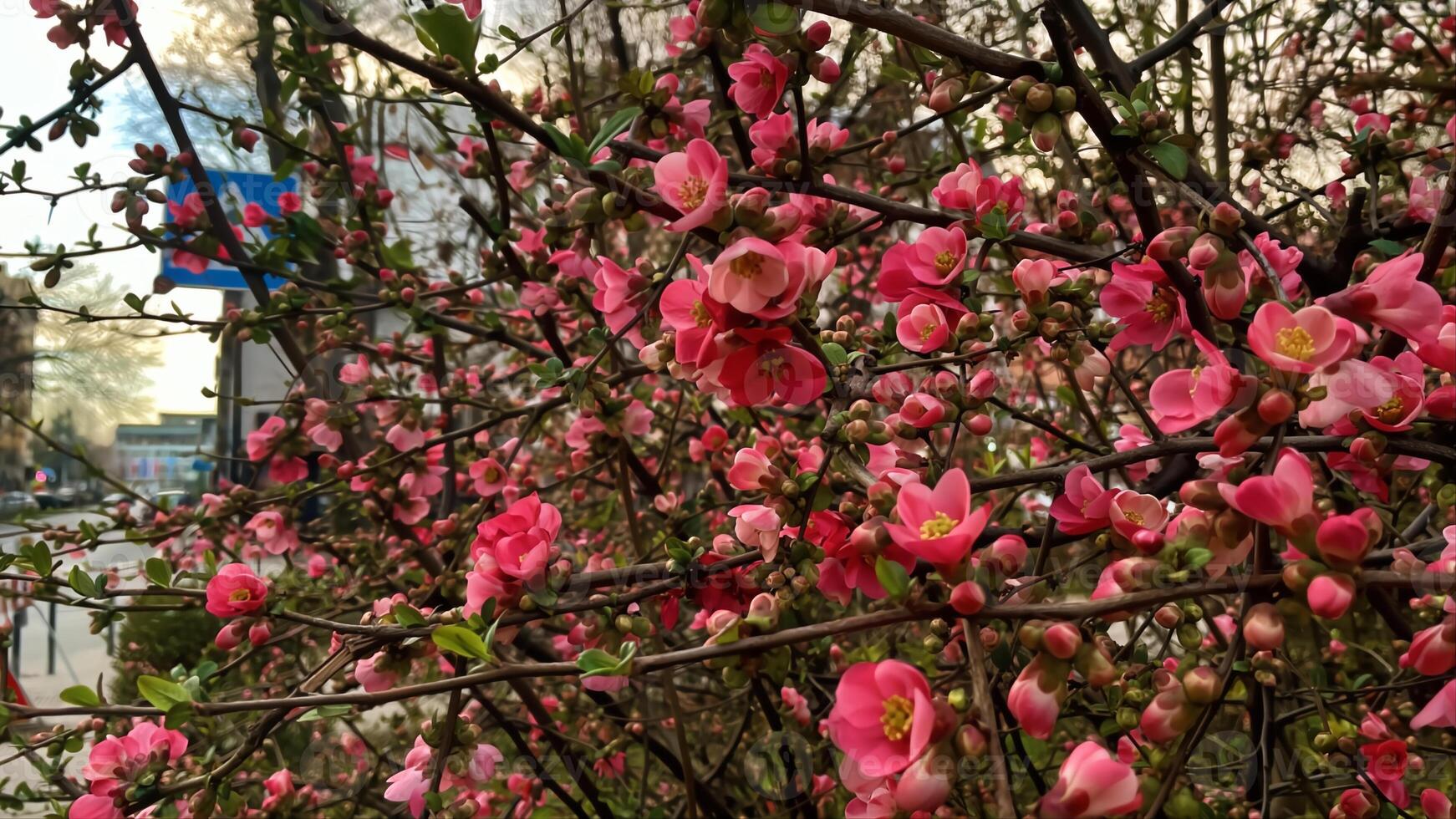 Vibrant blossoms brighten a tranquil urban landscape photo