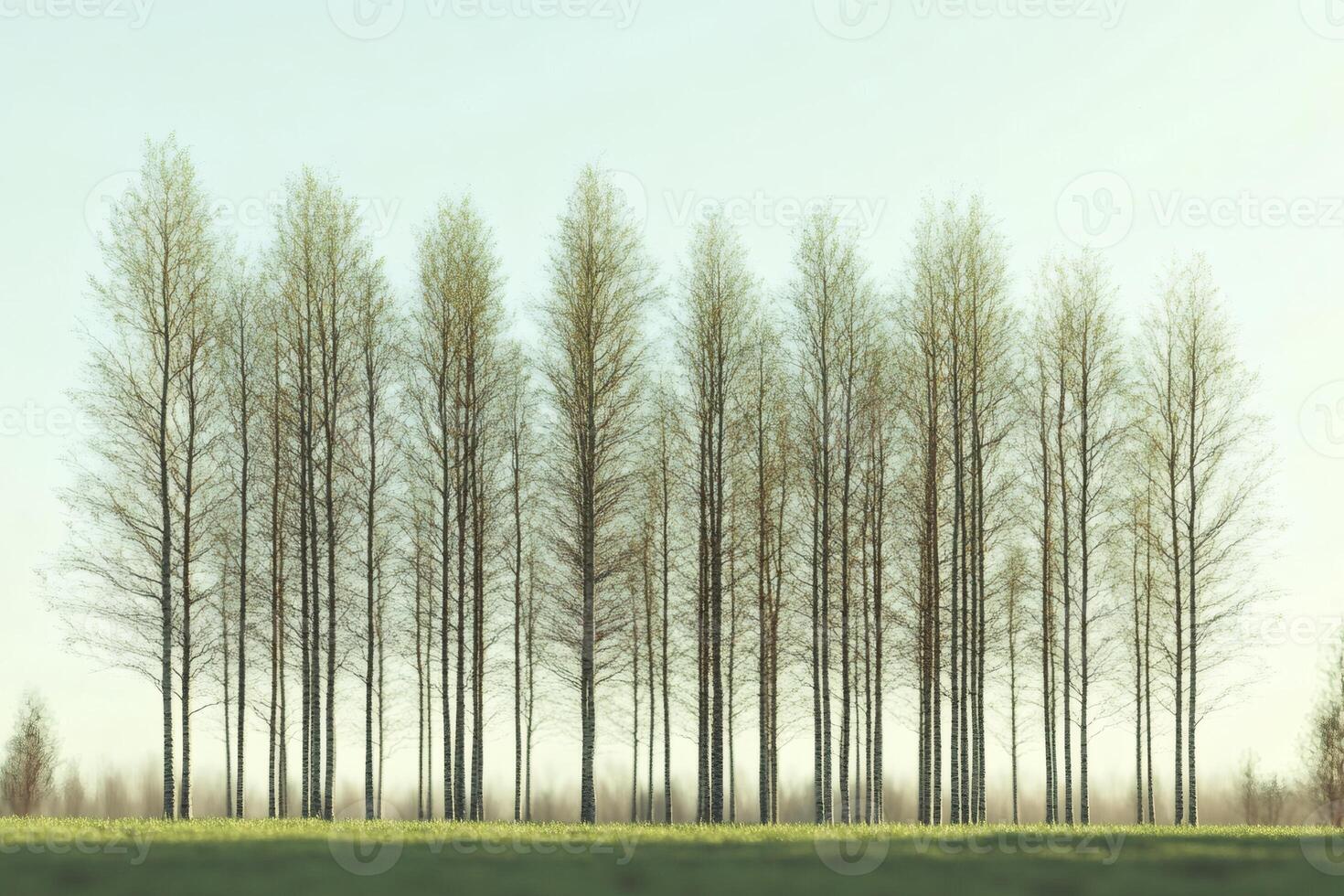 Tranquil grove of slender trees at dawn's light. photo