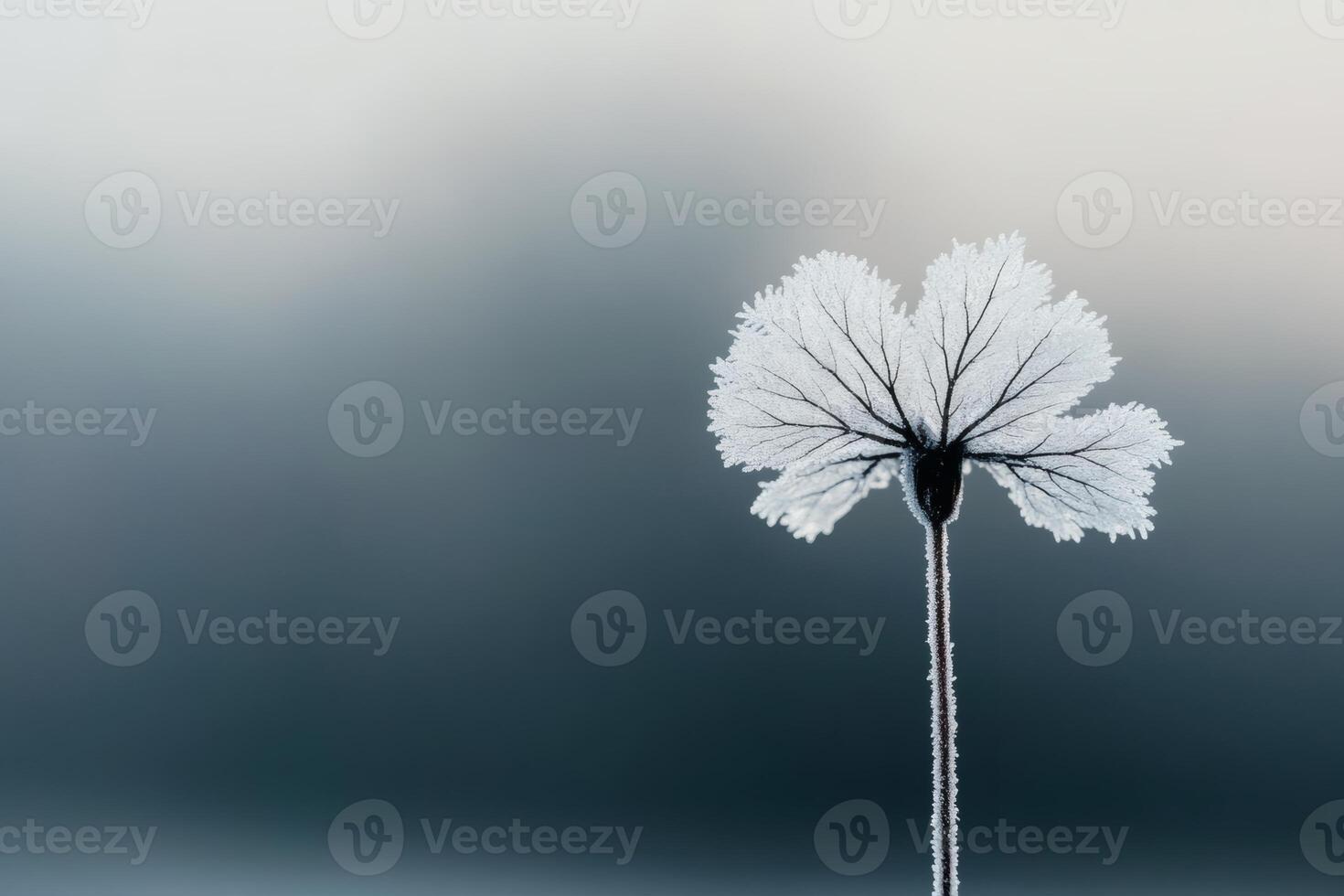 Delicate frost adorns a solitary flower in winter's embrace. photo