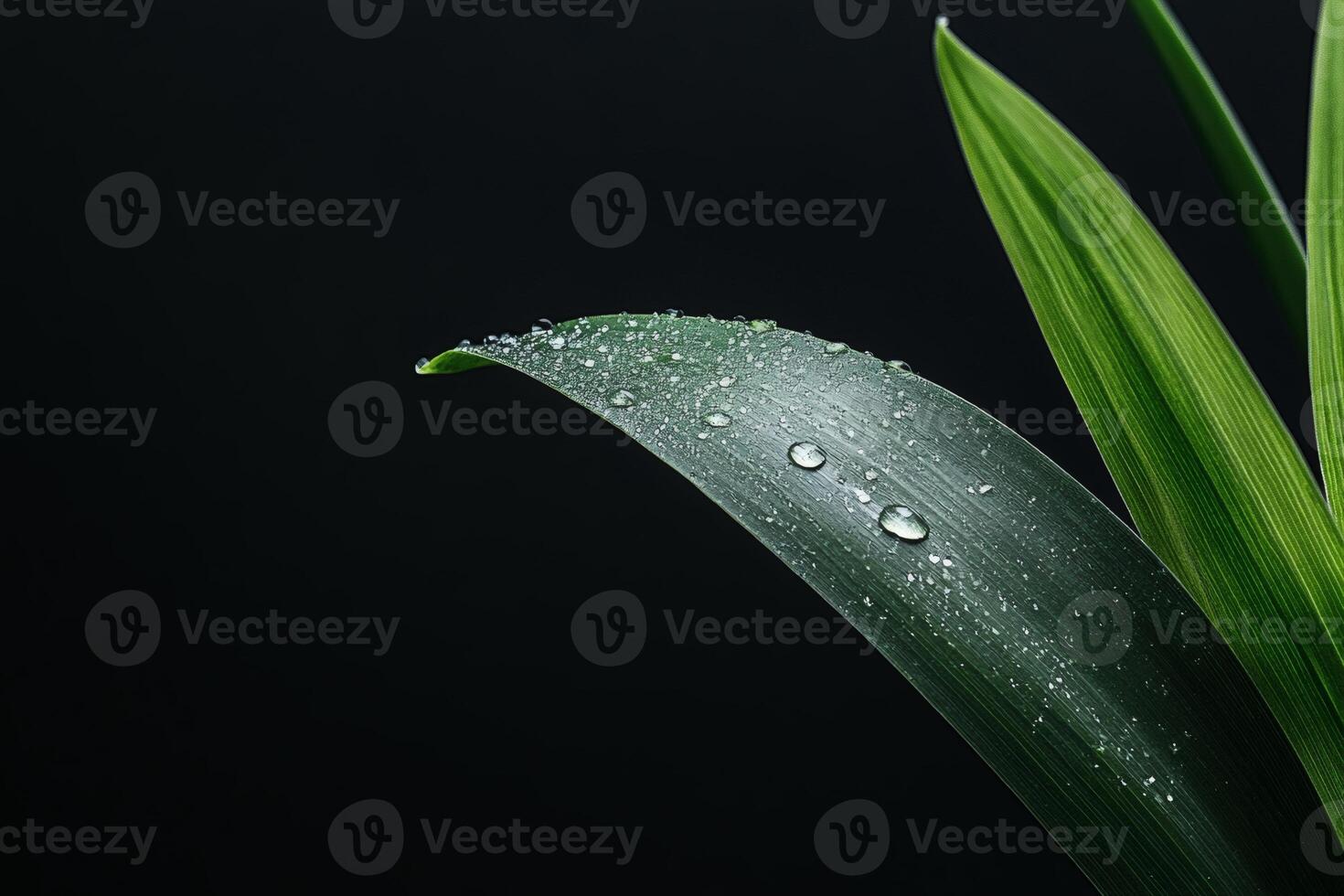 Refreshing droplets on a vibrant green leaf. photo