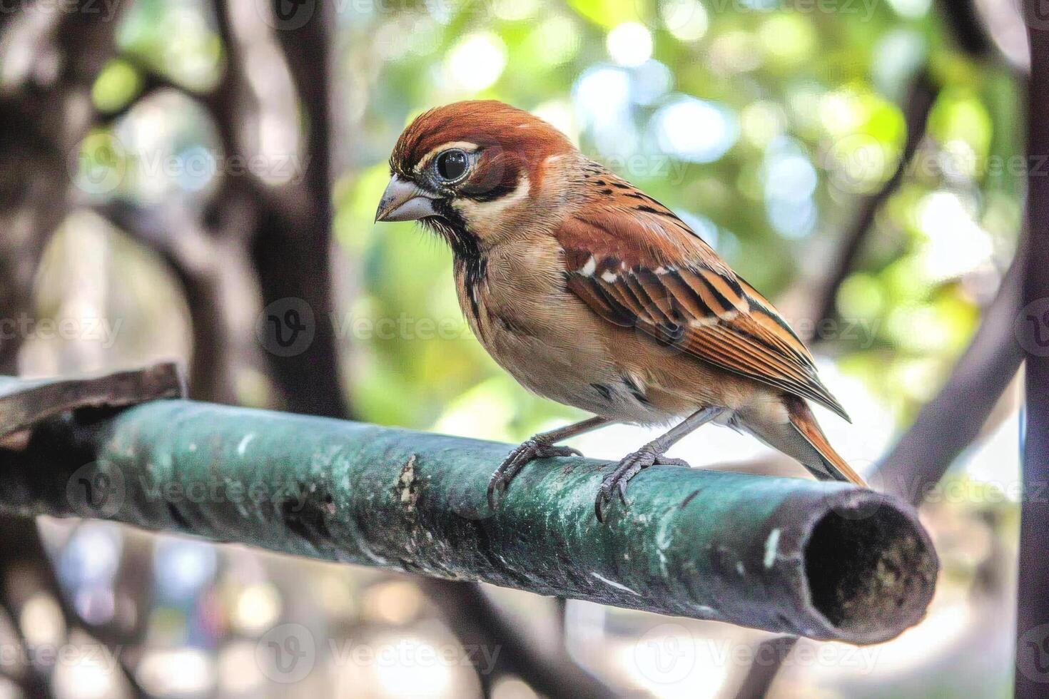 Colorful bird perched on a green branch in nature. photo