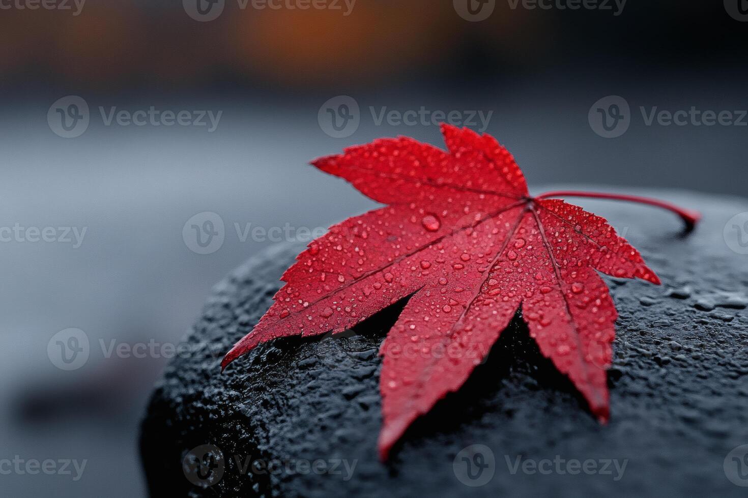 Vibrant red leaf glistening with raindrops on stone. photo