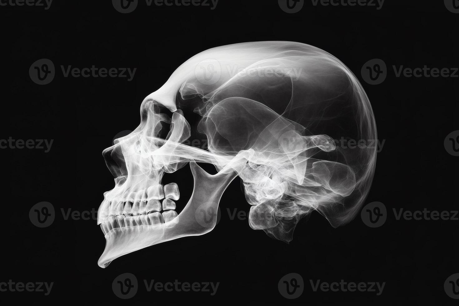 Exploring the intricate beauty of a human skull. photo