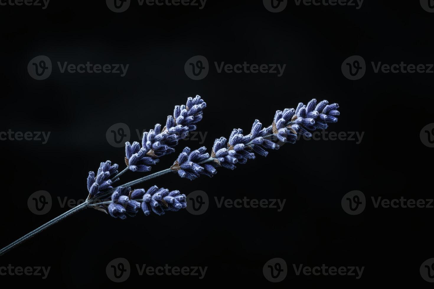 Lavender sprigs bathed in mysterious dark elegance. photo