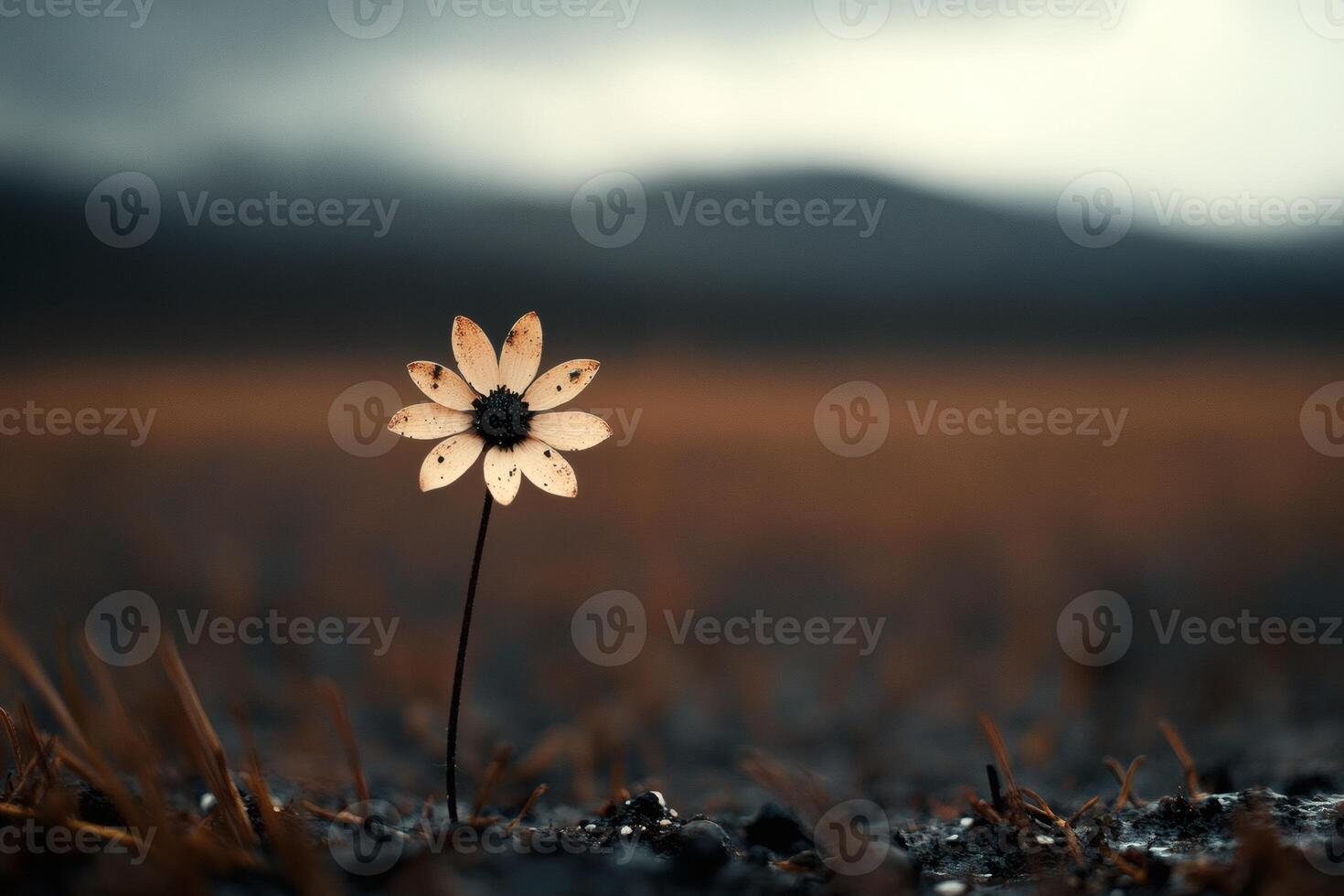 Lonely flower blooming in a vast, desolate landscape. photo