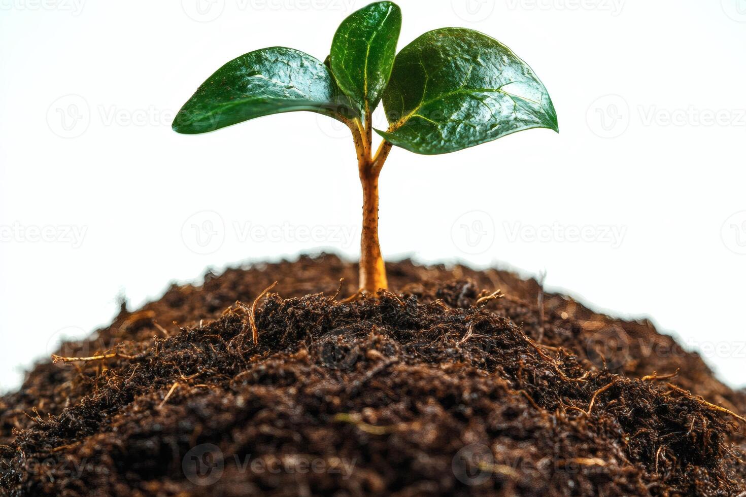New life emerges from rich soil in vibrant growth moment. photo