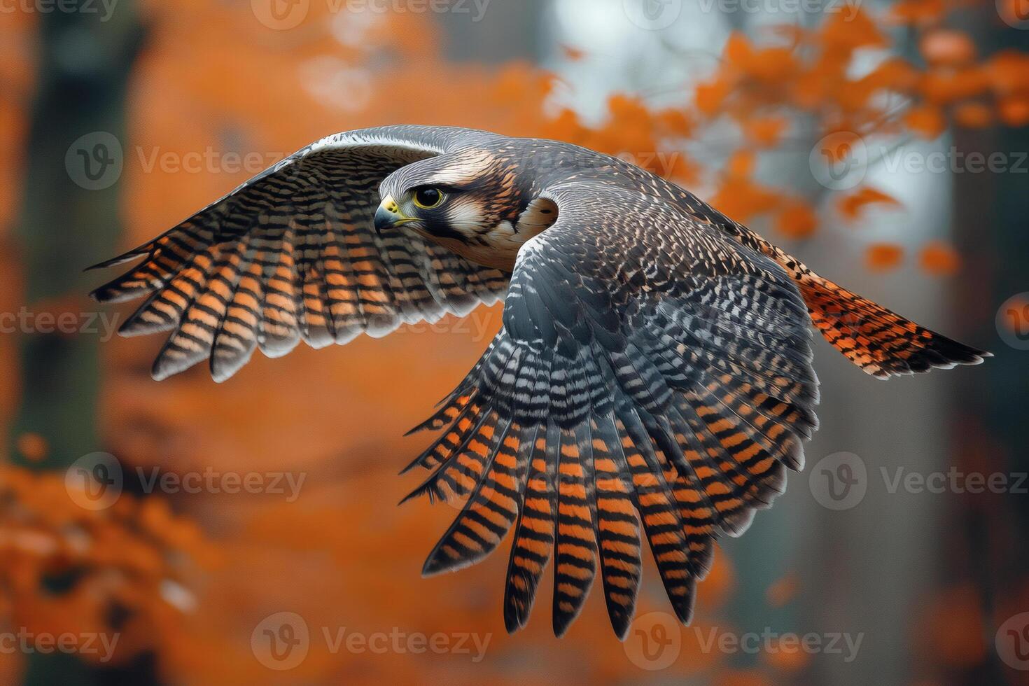 Majestic hawk soaring through autumn-colored woods capturing the essence of flight. photo