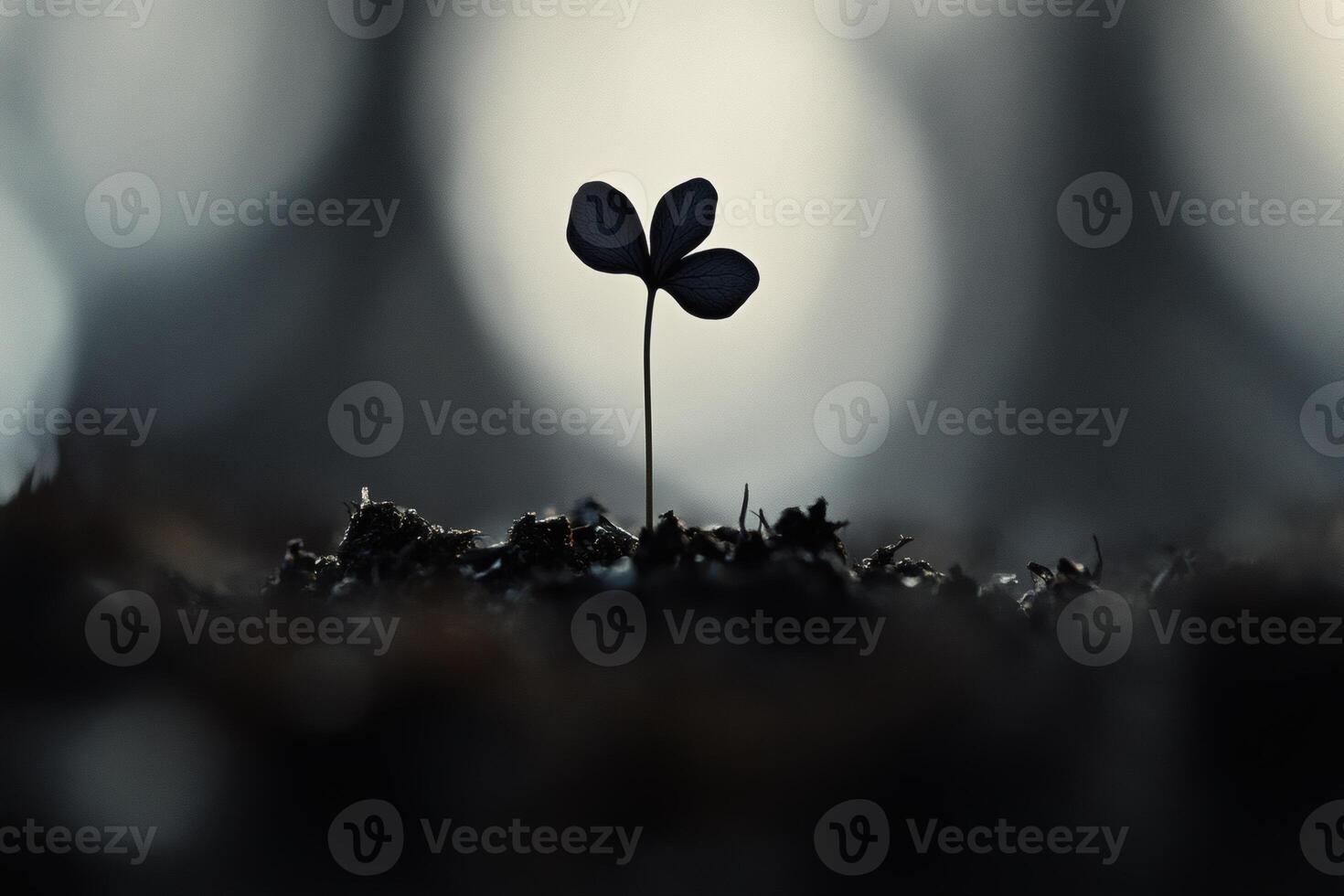 New beginnings emerge as a lone sprout breaks through the forest floor at dusk. photo