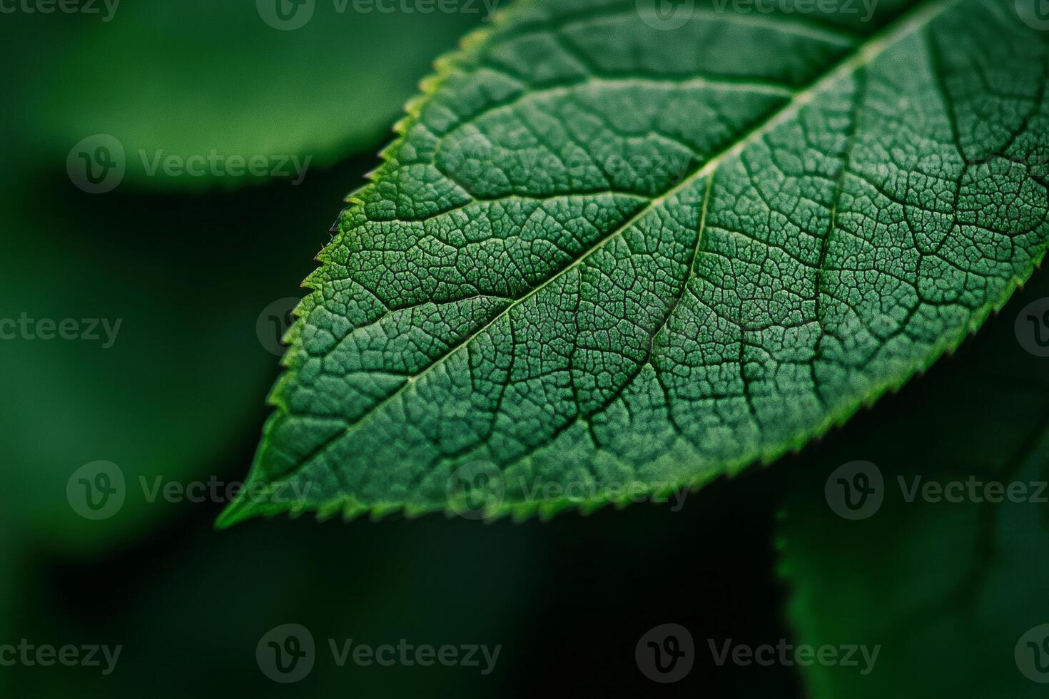 Leaf patterns in sunlight - photo