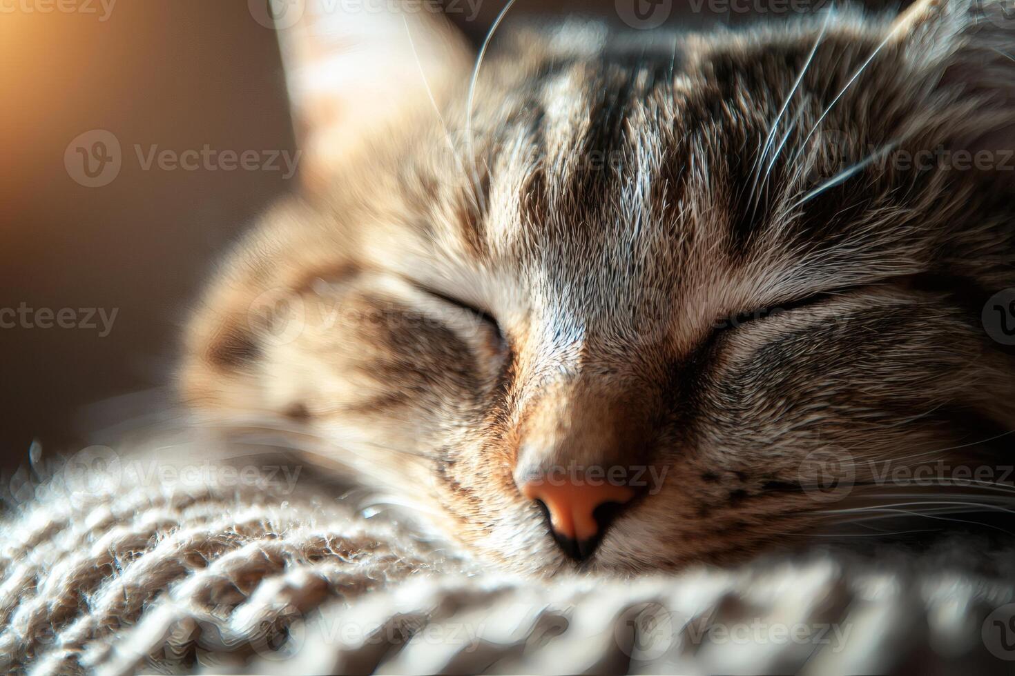 Purring cat enjoys cozy afternoon nap photo