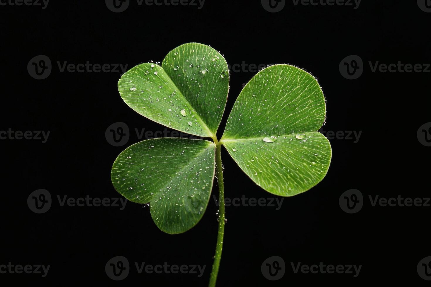 Captivating close-up of a dewy clover leaf photo
