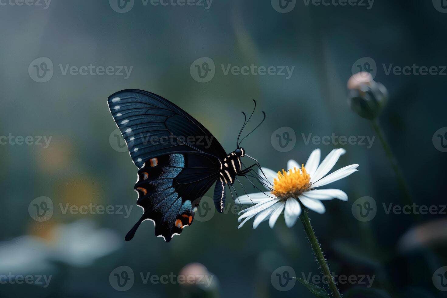 Butterfly dances on a daisy in twilight glow photo