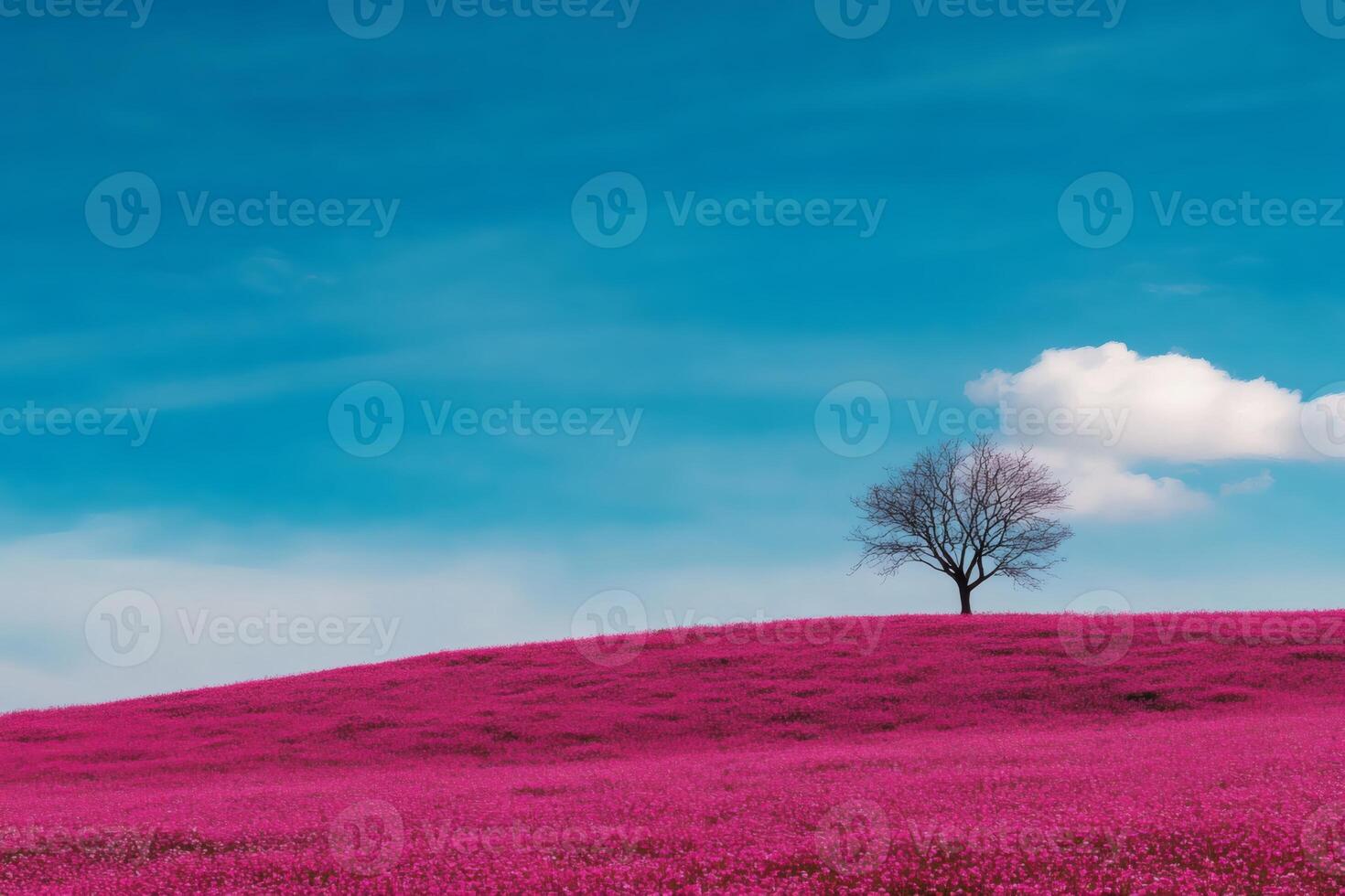 Blooming pink field under blue skies photo