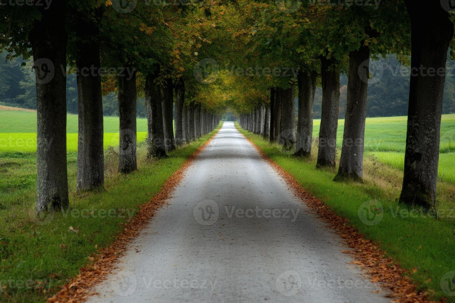 Quiet path through trees leading to serene greenery at dusk in a peaceful countryside setting photo