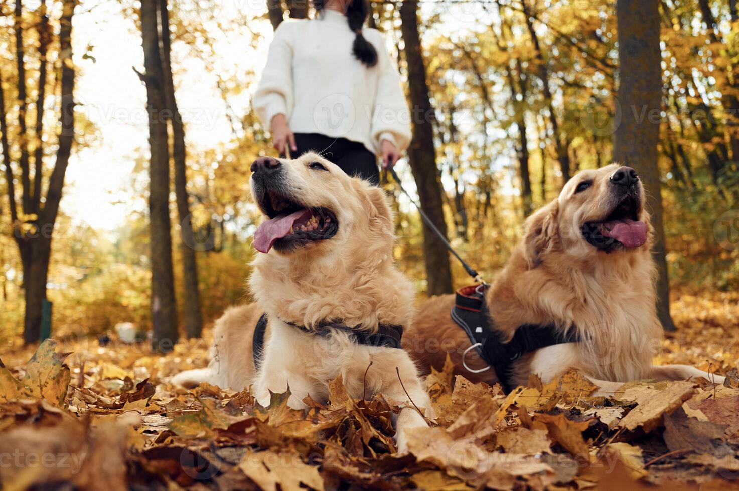 Front, view, beautiful portrait of animals.. Woman on the walk with her two dogs in the autumn forest photo