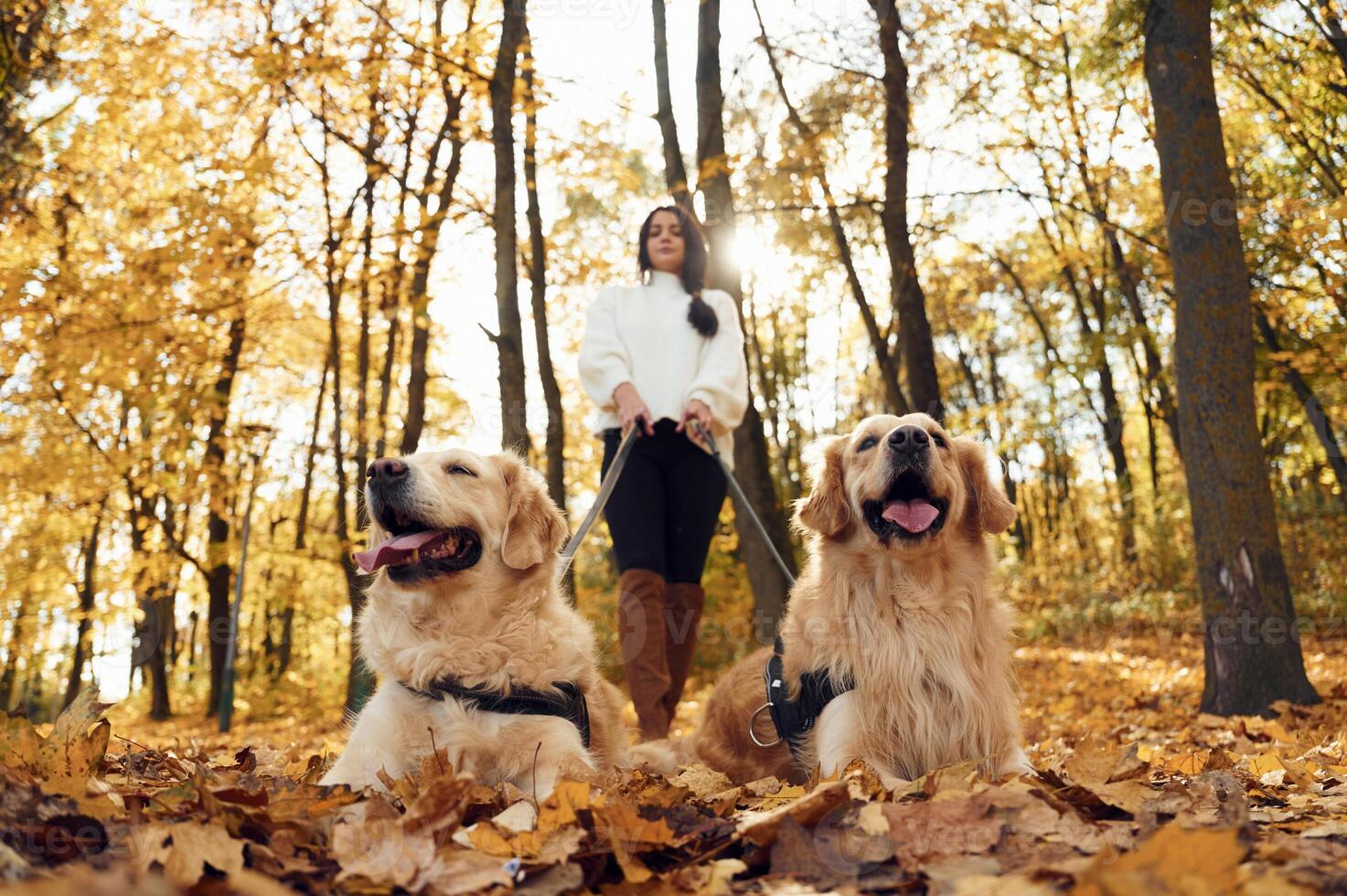 Front view, beautiful ,portrait of animals. Woman on the walk with her two dogs in the autumn forest photo