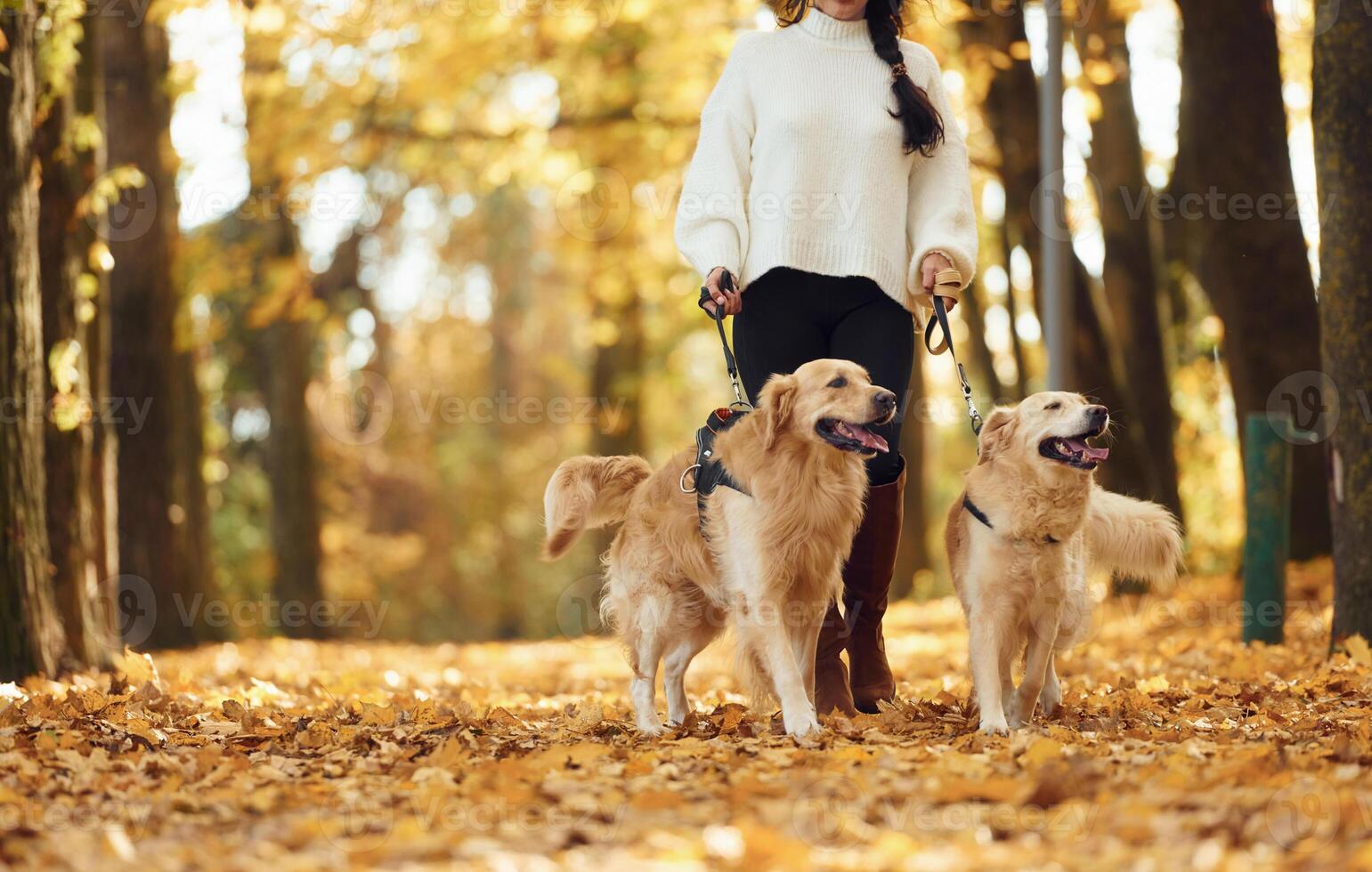 View from below.. Woman on the walk with her two dogs in the autumn forest photo