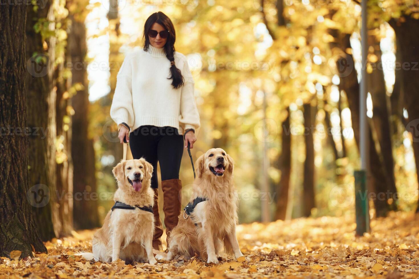 Two, dogs are on the leash. Woman on the walk in the autumn forest photo