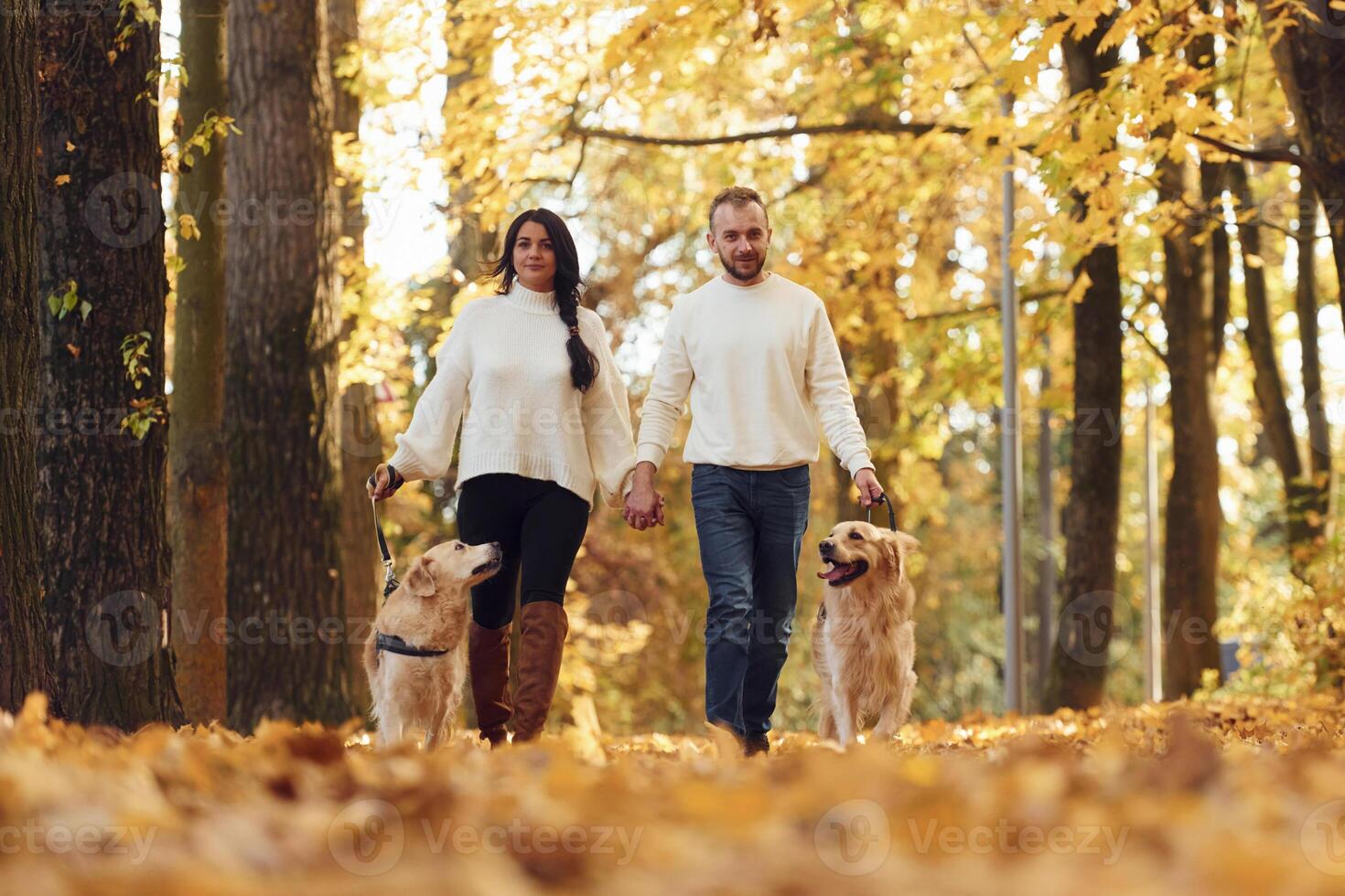 Front view. Lovely couple, are on the walk in autumn park with two dogs photo