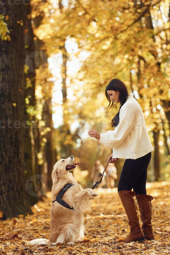 Doing tricks. Woman, is on the walk with her dog in the autumn forest at daytime photo