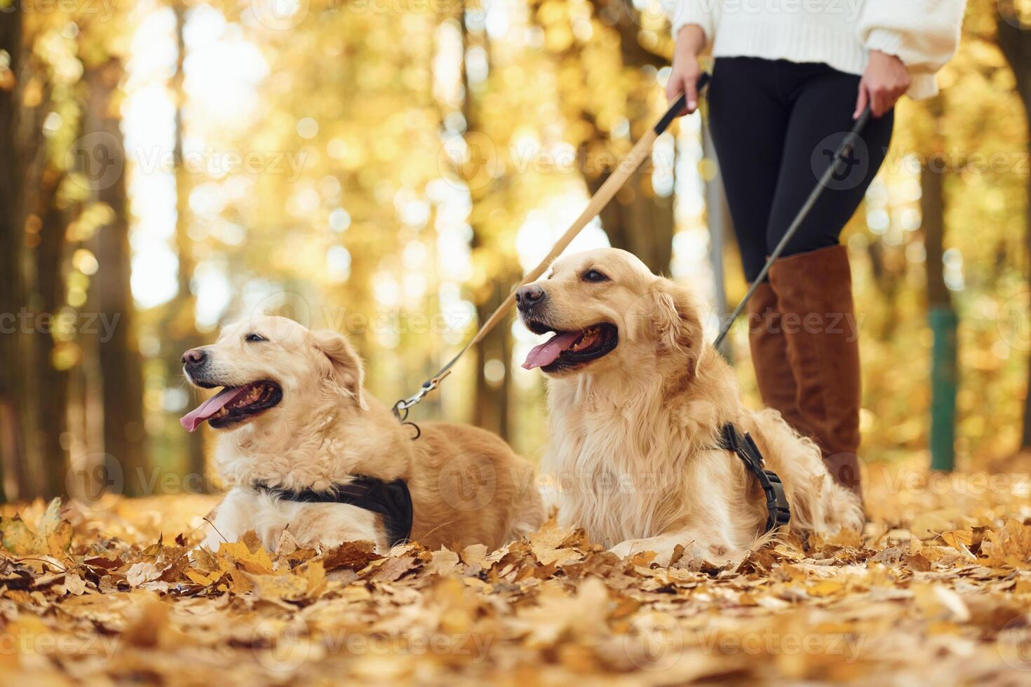 View from below. Woman on the walk with her two dogs in the autumn forest photo