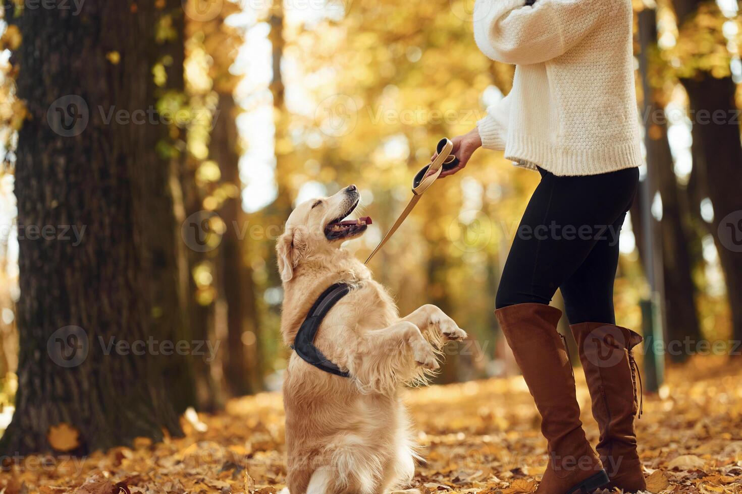 Animal is standing on the back ,legs. Woman is on the walk with her dog in the autumn forest at daytime photo
