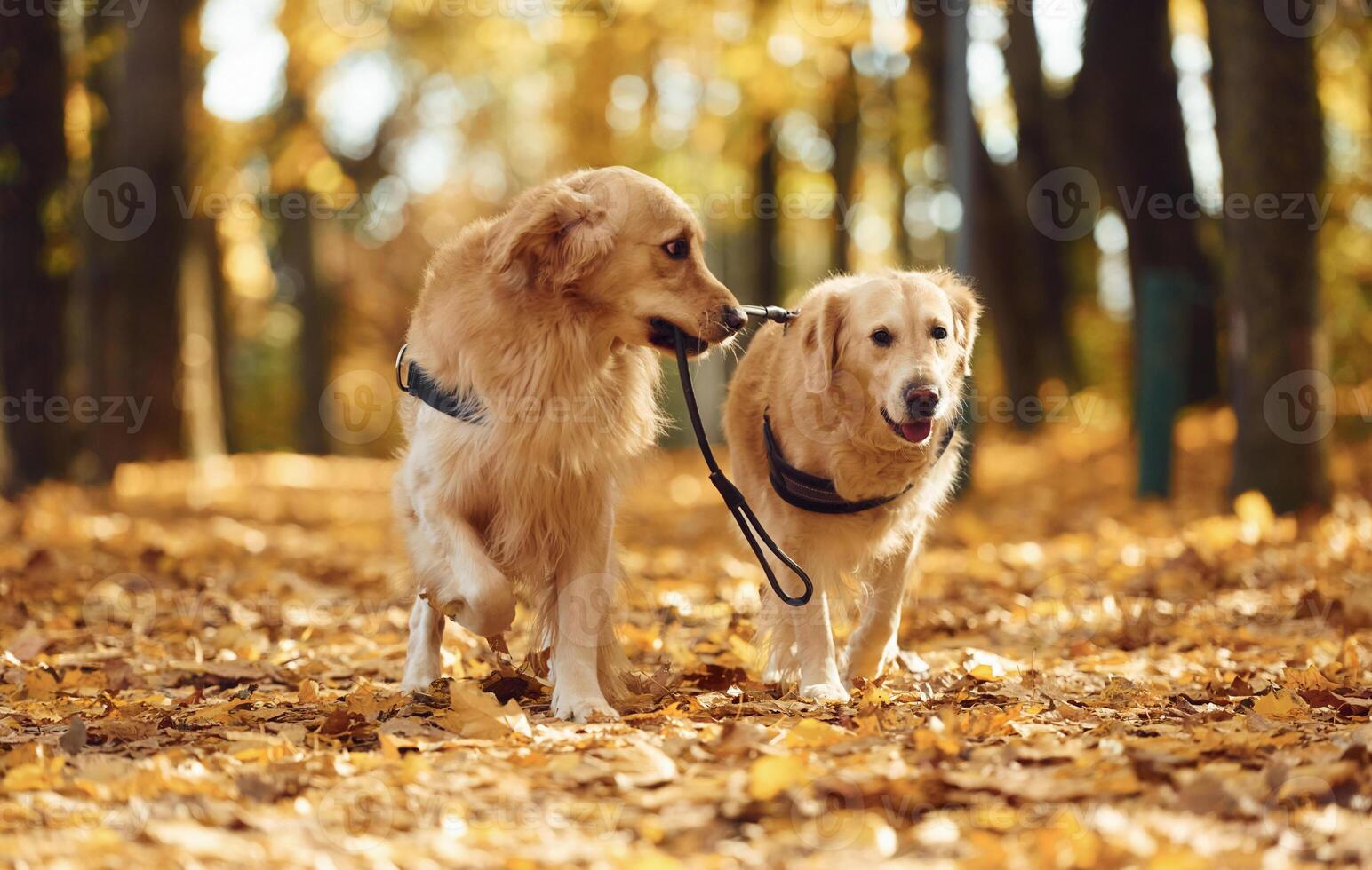 Holding leash.. Two labrador retrievers are together in the forest at autumn season daytime photo