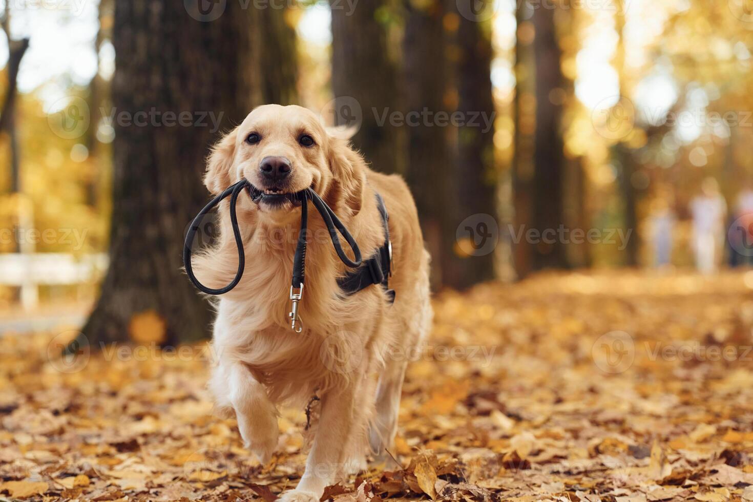With ,a ,leash in his mouth. Cute dog is outdoors in the autumn forest at daytime photo