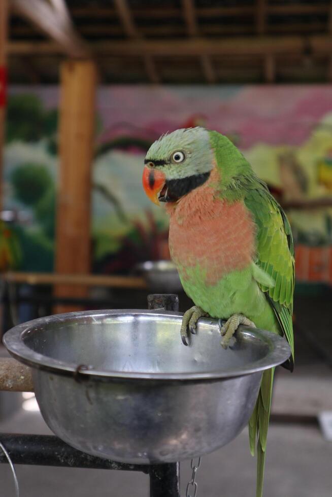 green parrot on the bowl photo