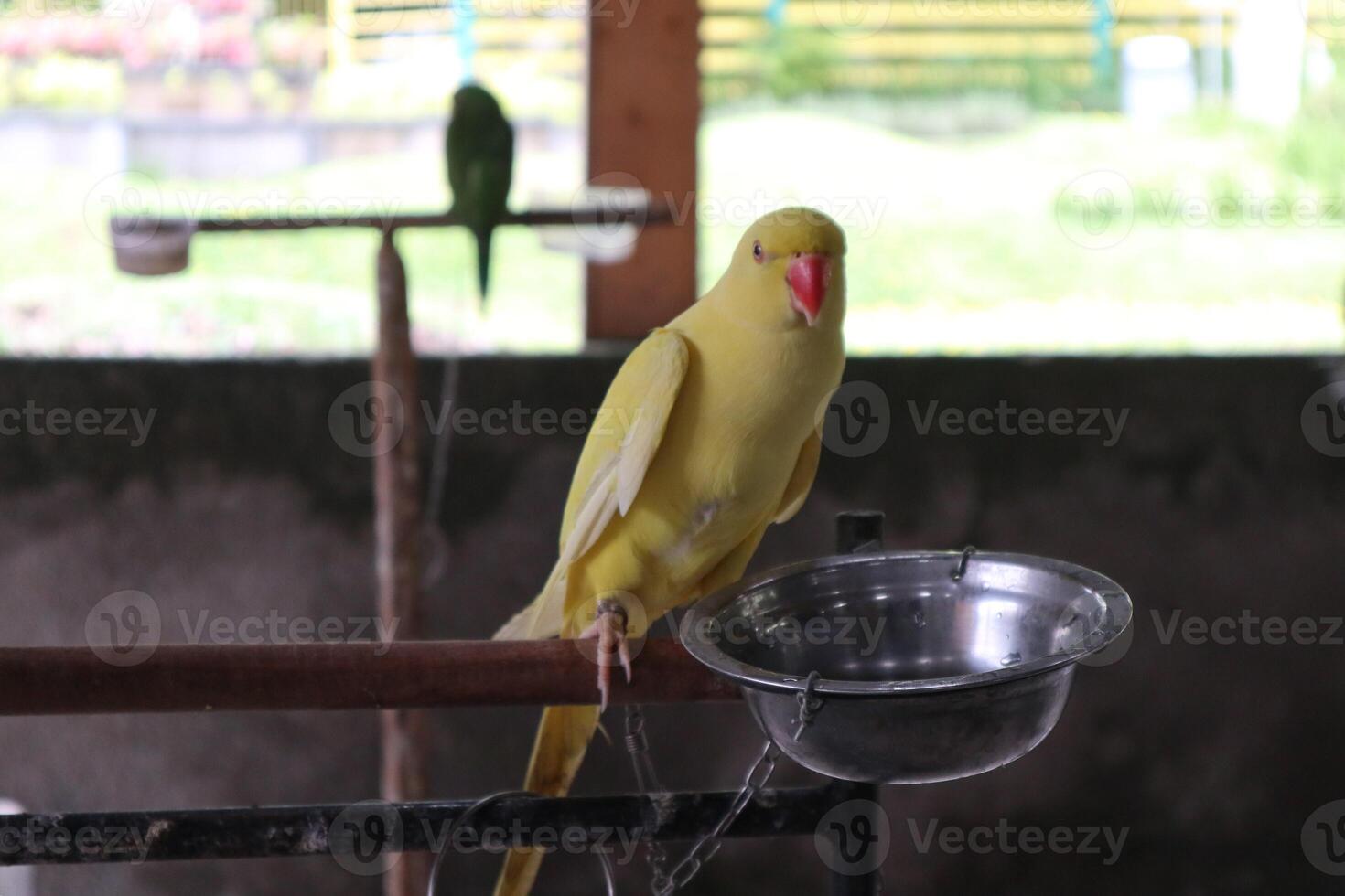 yellow bird on the branch photo