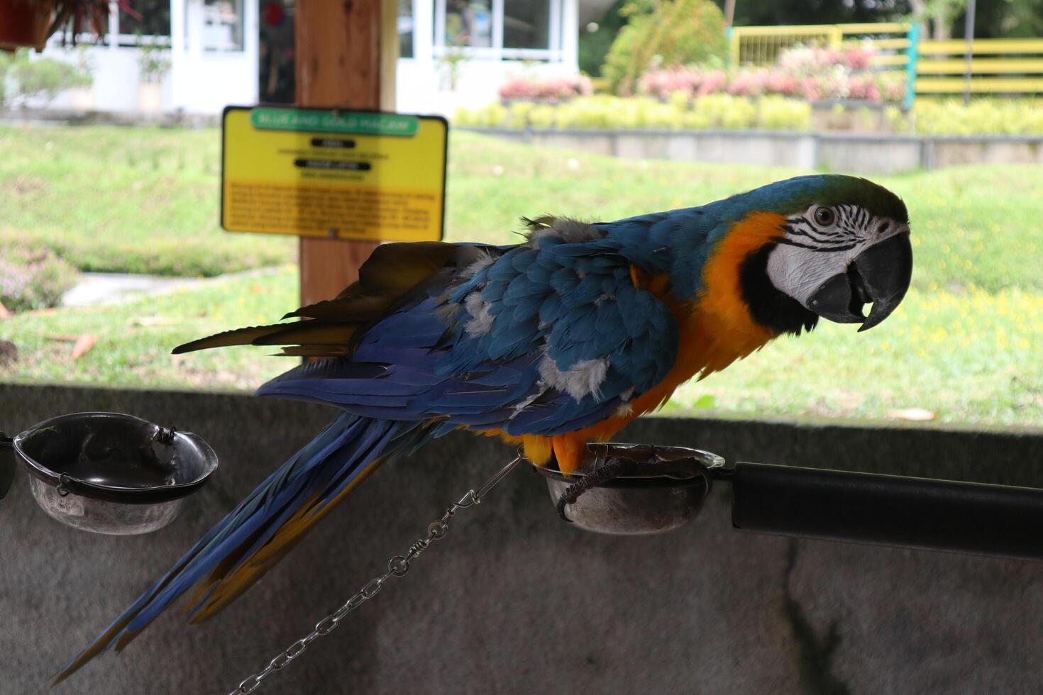 colorful parrot on the branch photo