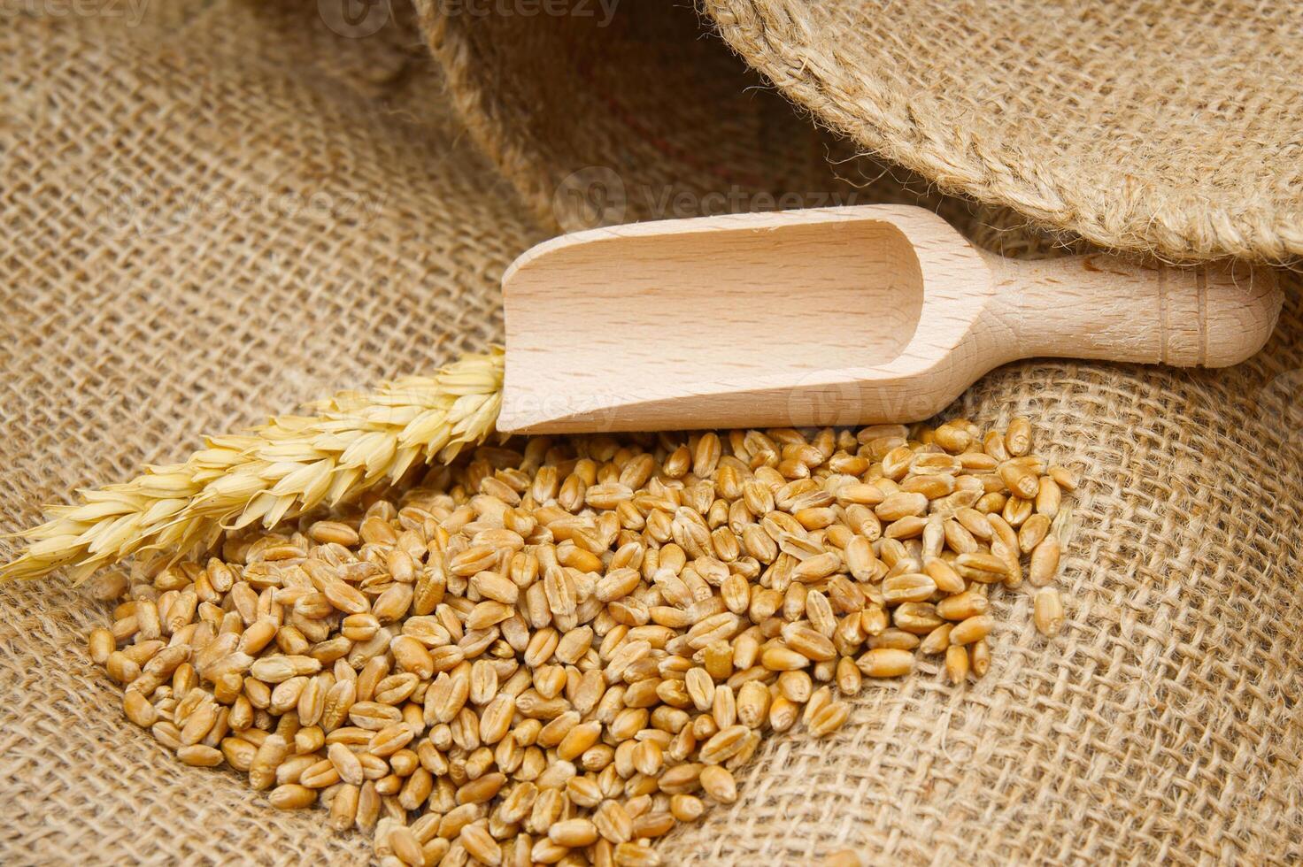 Wheat grain seeds and wooden scoop on hessian fabric photo