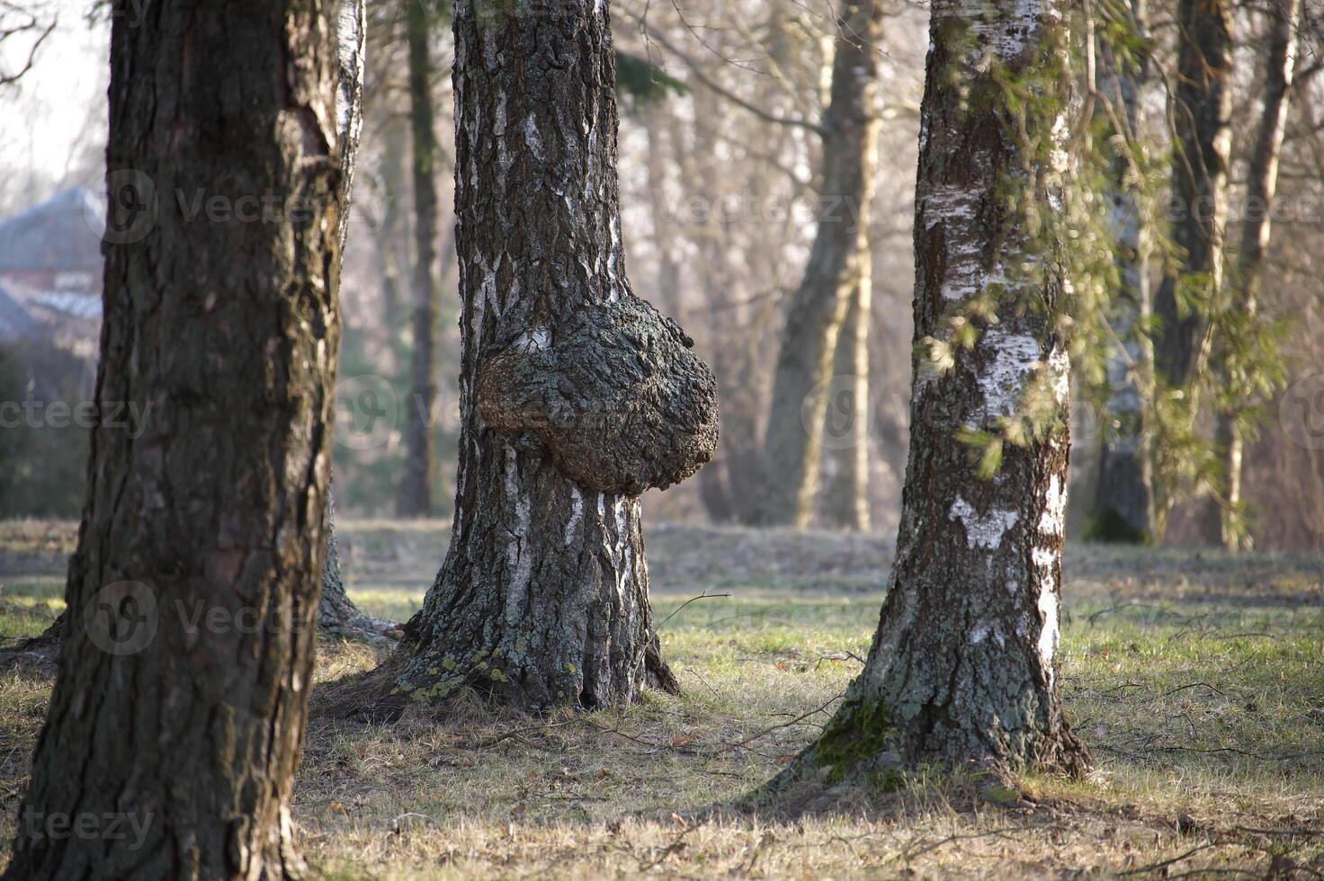 A birch tree with a large burl stands out in a tranquil woodland on a sunny day. photo