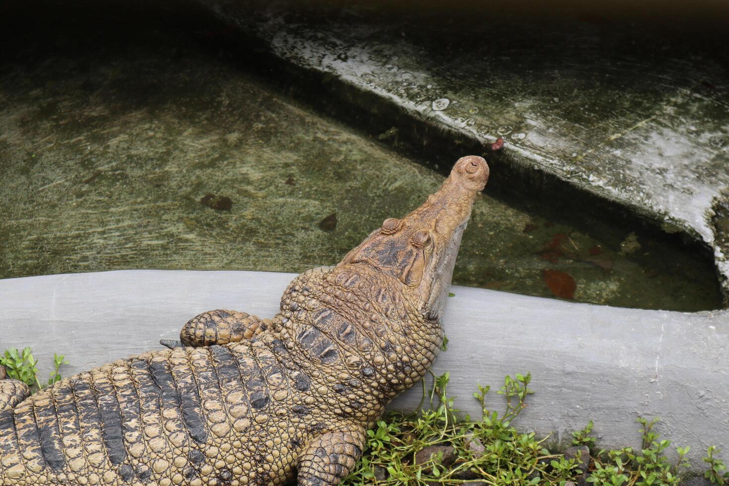 closeup picture of crocodile photo