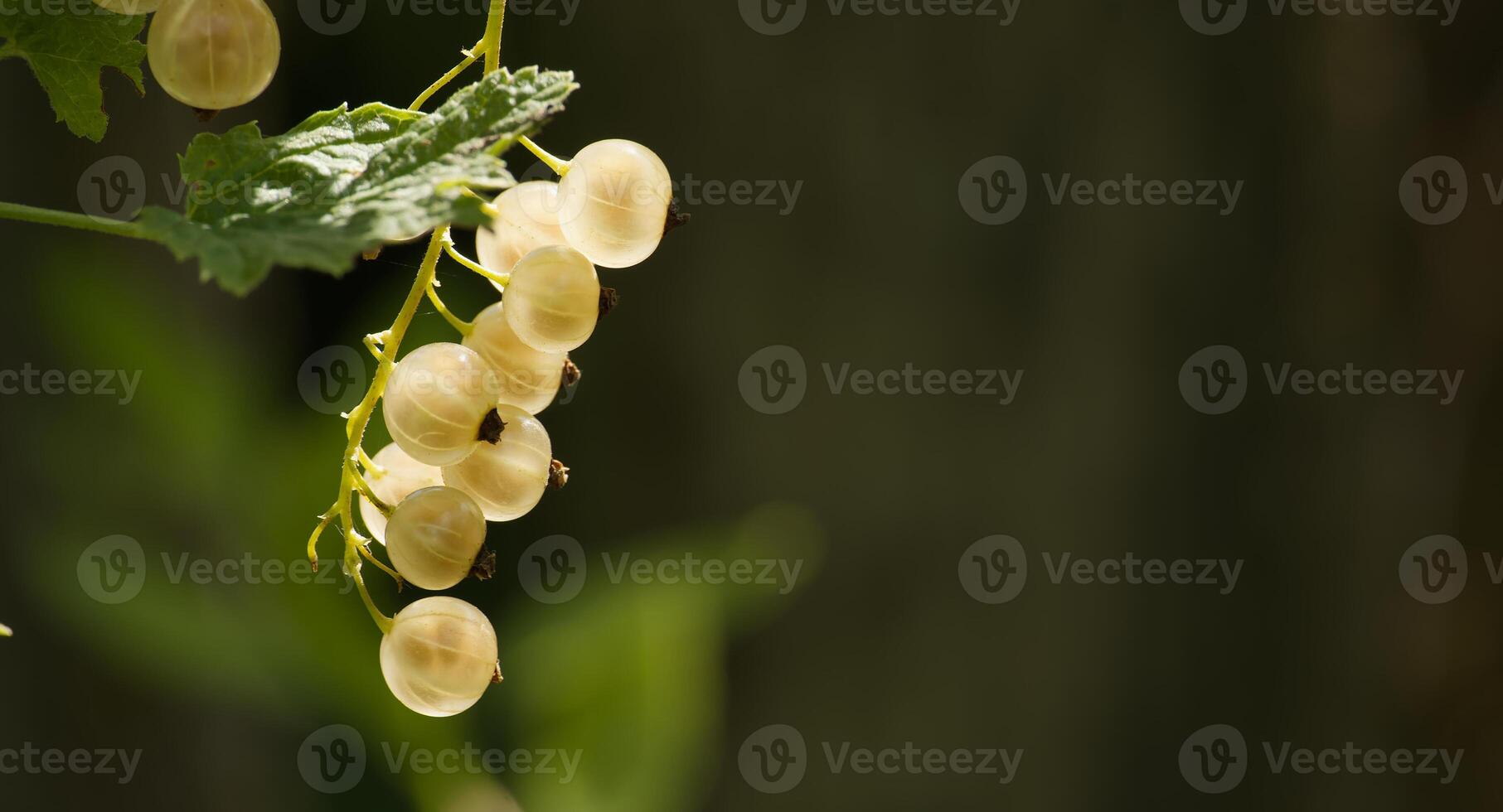 Close-up shot of a bunch of ripe white currants hanging on the branch in the garden. photo