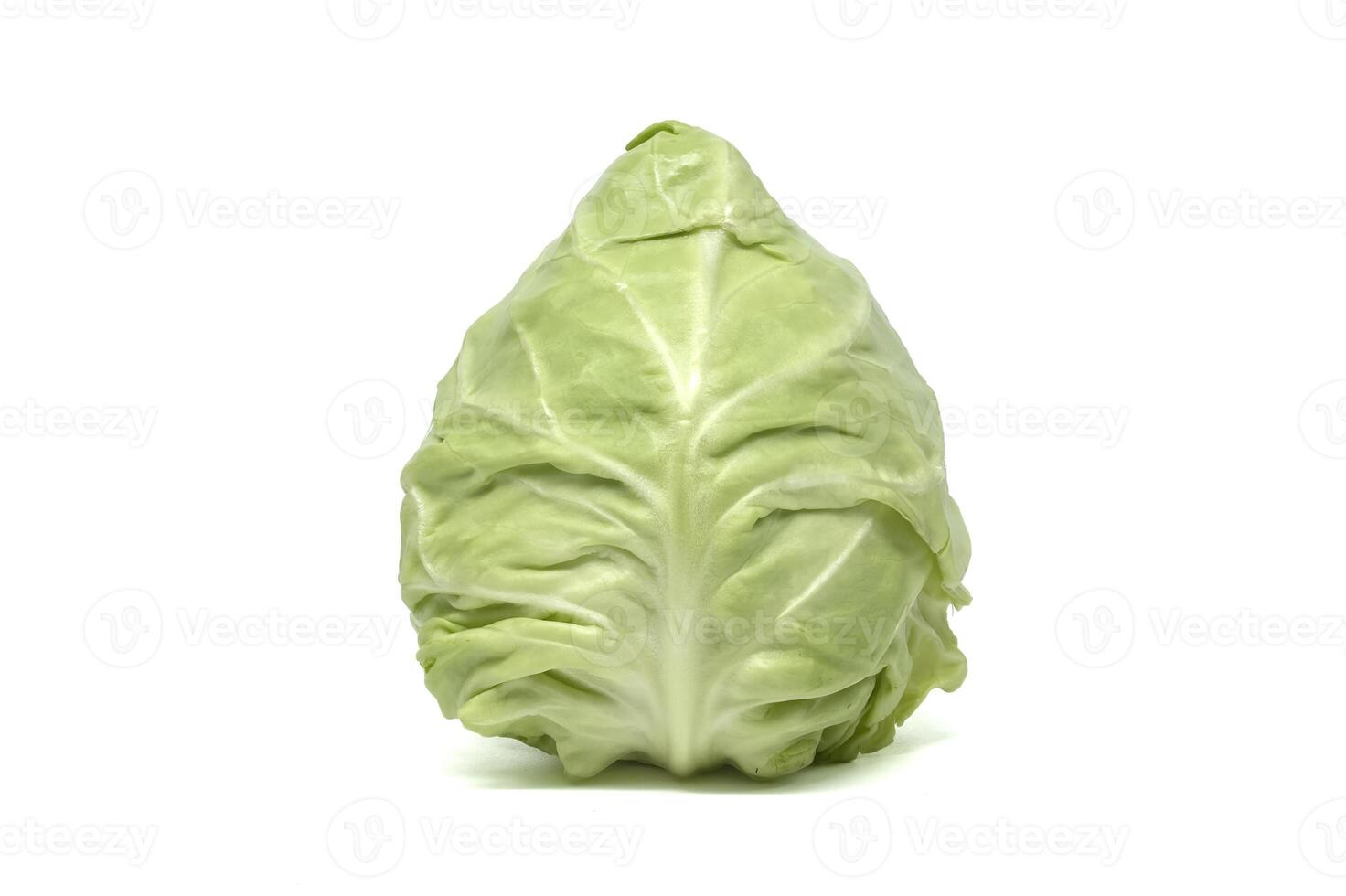 A fresh head of pointed green cabbage isolated on a white background, ready for cooking or salad. photo