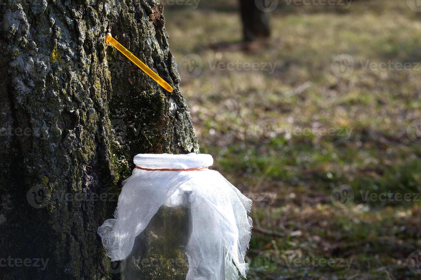 Sap drips from a yellow spigot into a glass jar collecting maple tree sap on a sunny day. photo