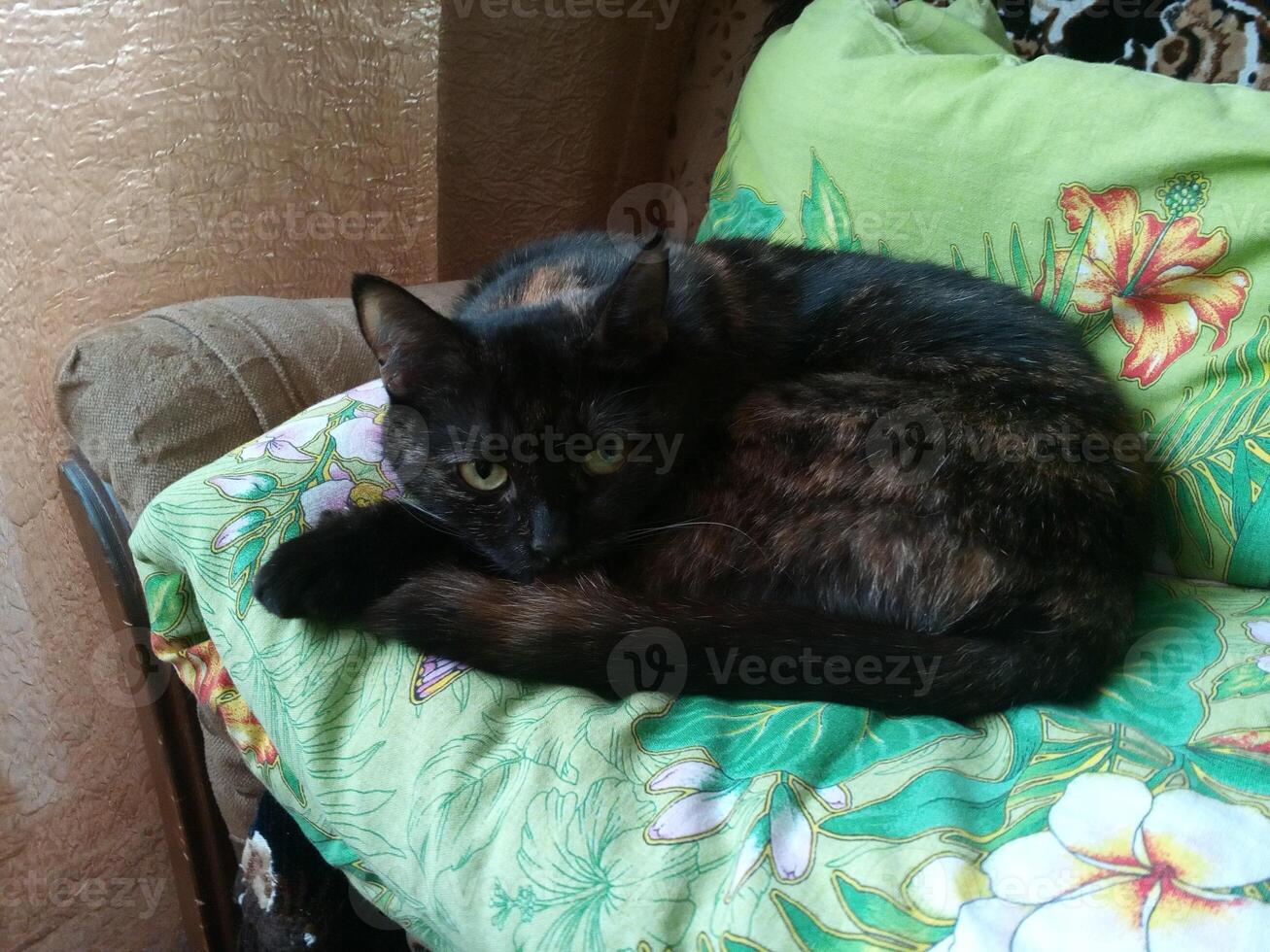A cuddly black cat is peacefully resting on a colorful blanket photo
