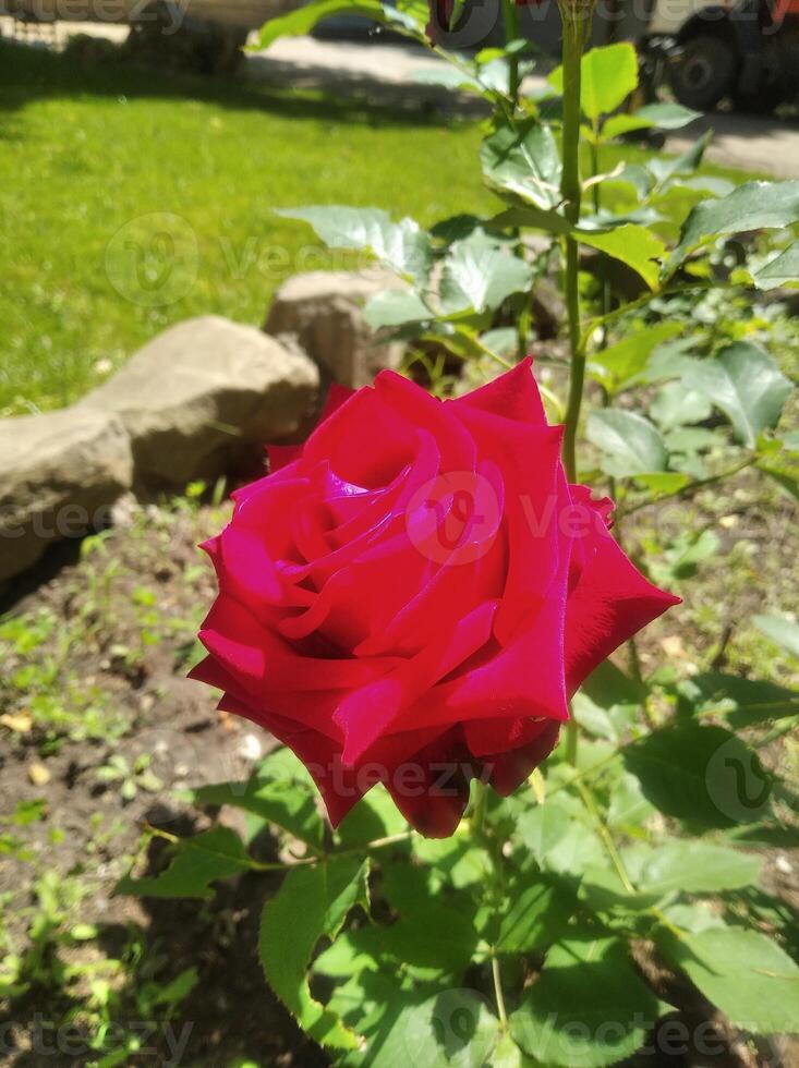 A beautiful red summer rose photo