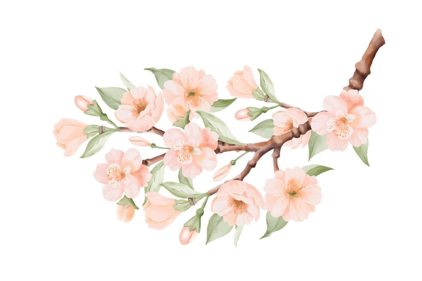 Branch with Peach or Cherry Flowers and Leaves. Spring Blossom. Watercolor hand painted botanical illustration isolated on a white background. Perfect for wedding invitations, greeting cards, prints vector