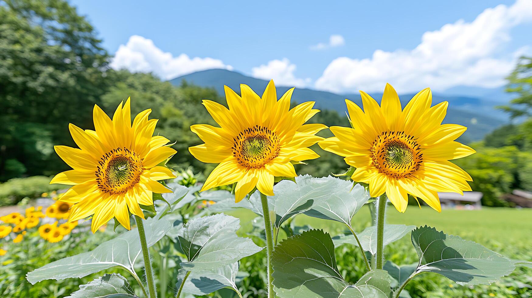 Three Vibrant Sunflowers in a Summer Field with Mountain Background photo