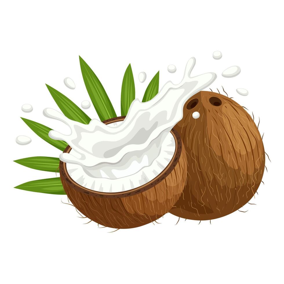 Illustration of whole and half coconut, with splash of coconut milk, isolated on white background. vector