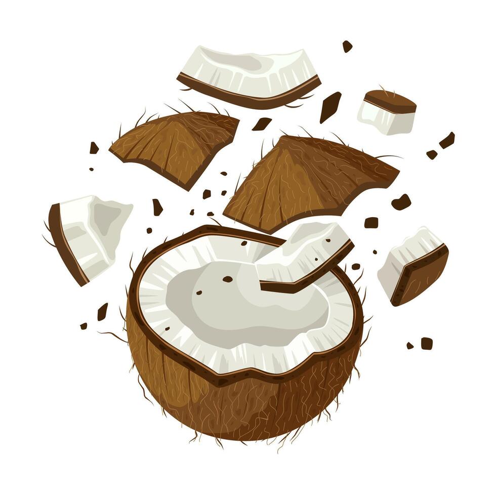Illustration of broken coconut scattered, isolated on white background. vector
