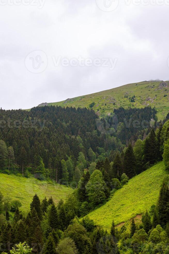 Forest and meadow covered hills in the summer photo