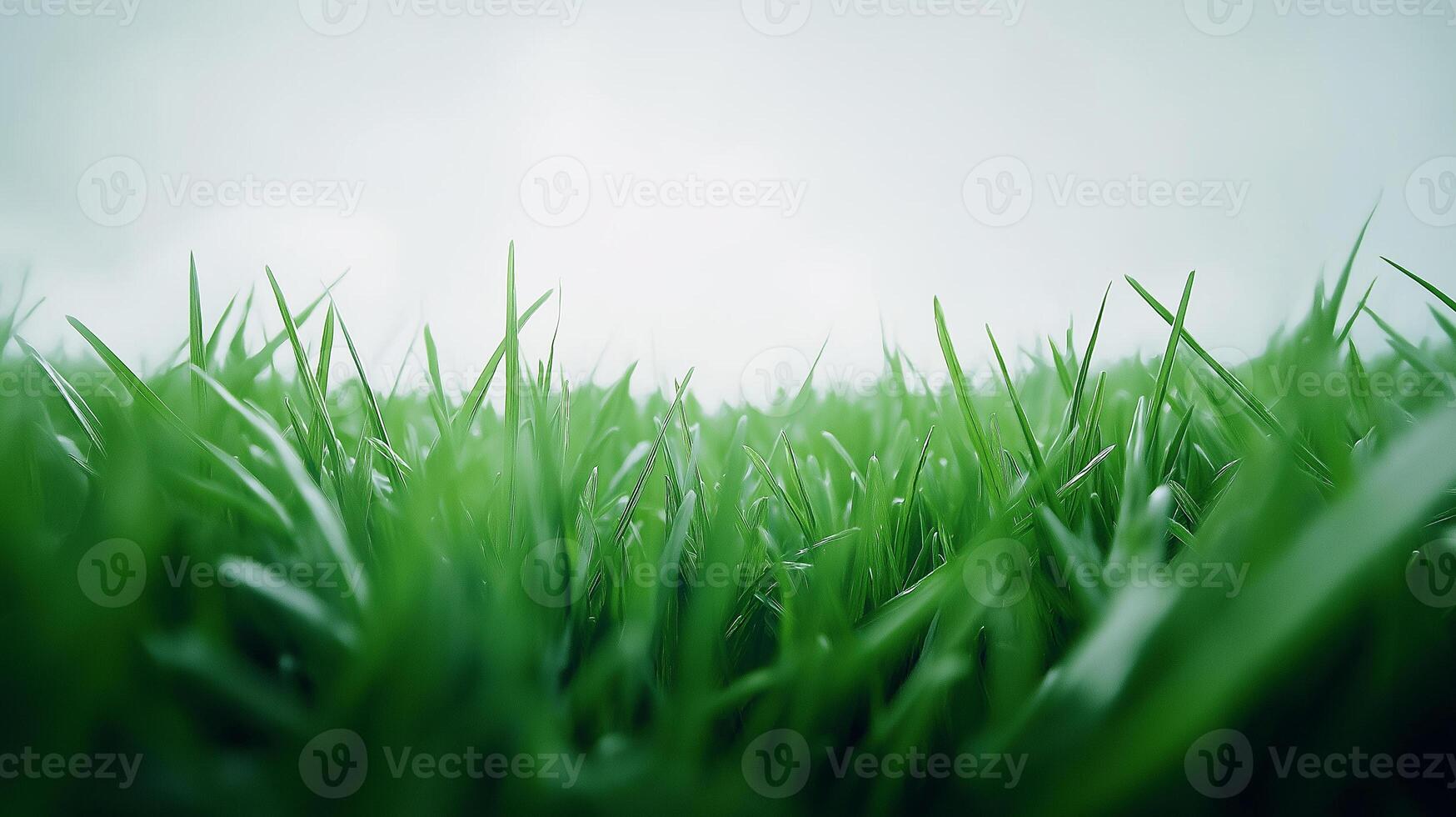 Green grasses in the field viewed from ground level photo