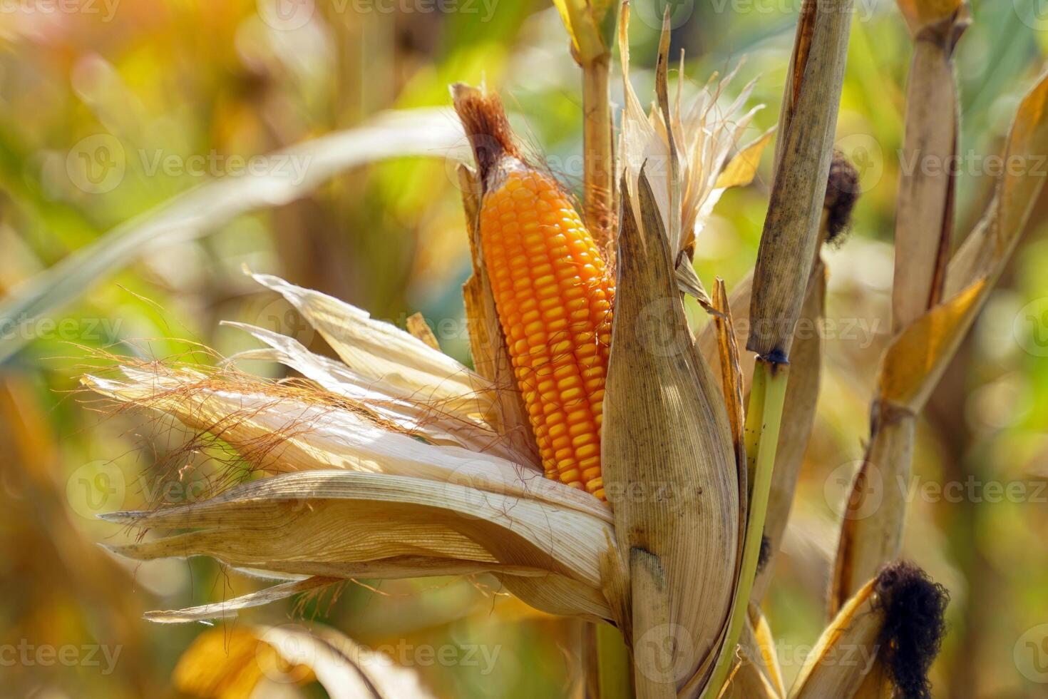 Dried corn cobs on the stalk in the field ready to be harvested. Dried corn is used for food and animal feed. photo