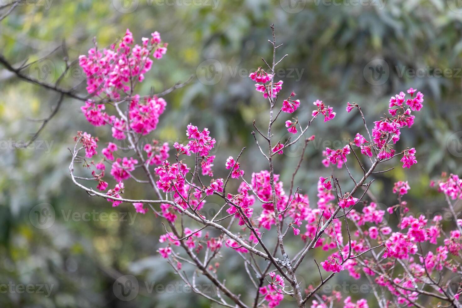 Sakura cherry blossom flower blooming during spring season photo